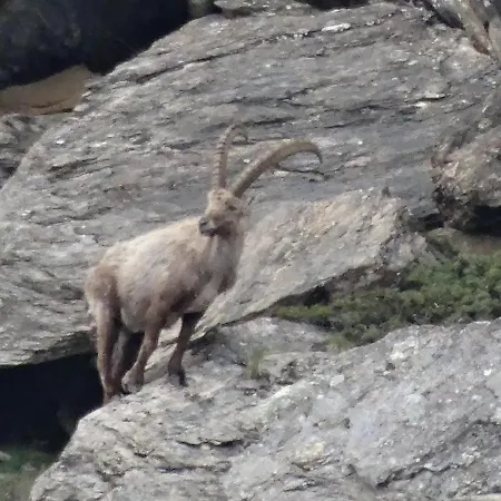 Emelie 4**** Apartamento *