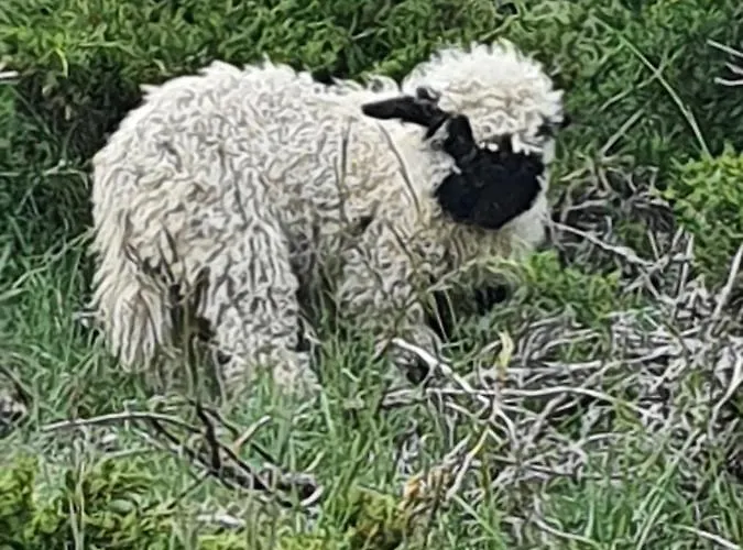 Appartamento Emelie 4**** *