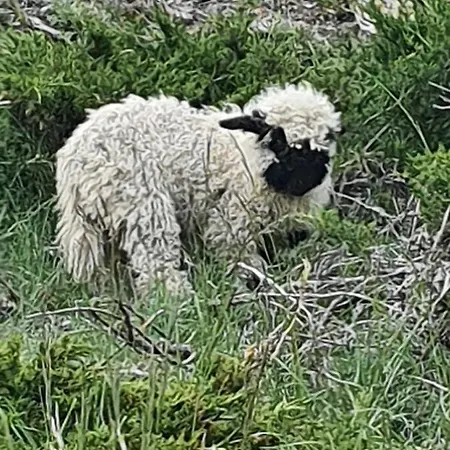 Appartement Emelie 4**** *